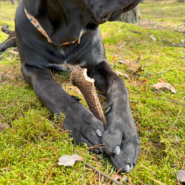 gryzak z poroża jelenia